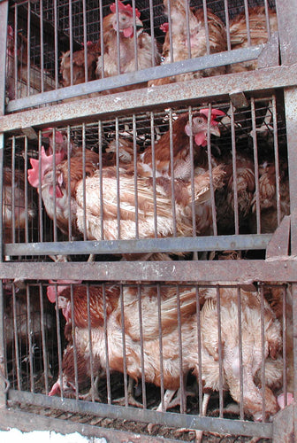 Iowa Votes to Keep Hens In Cages