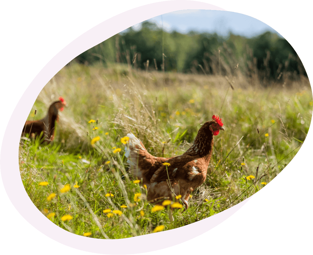 hens on farm