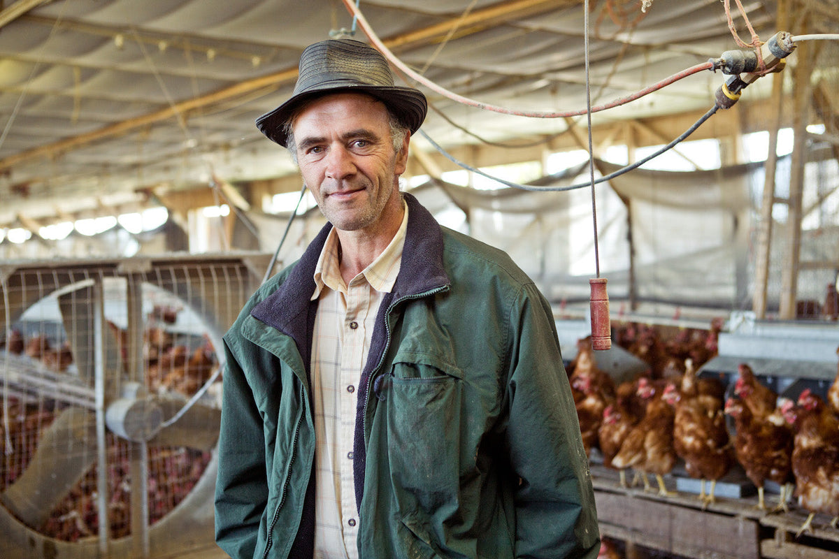 chickens, farmers & partners