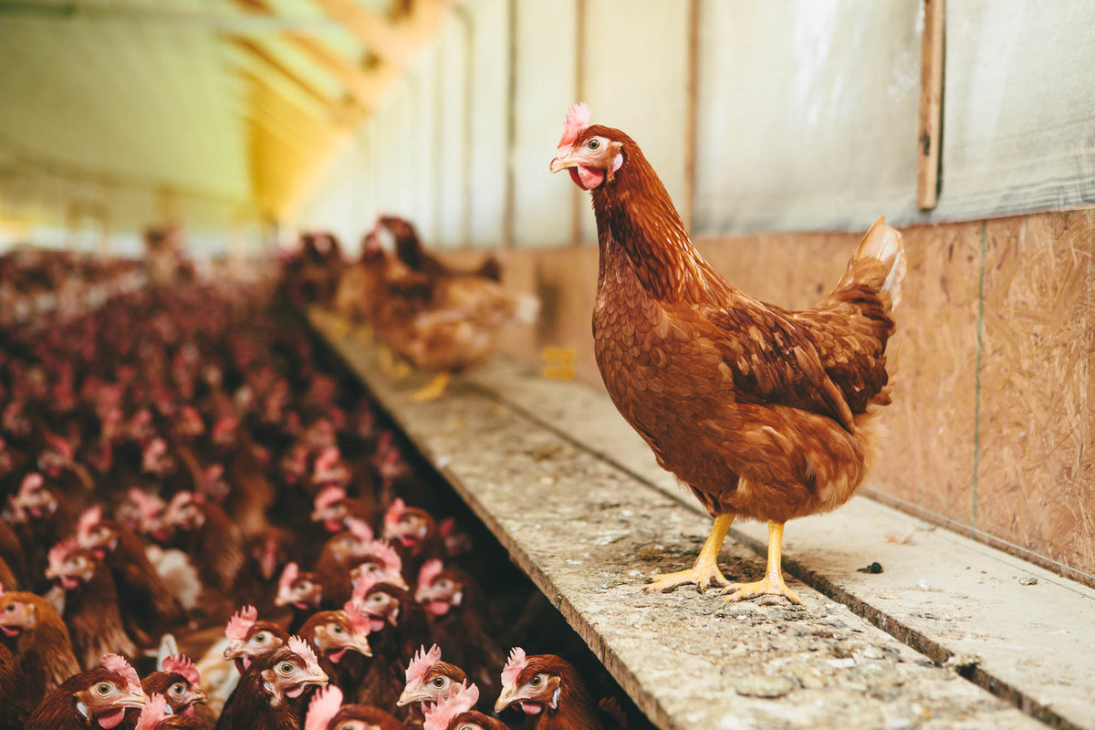 bird flu forecast: cloudy