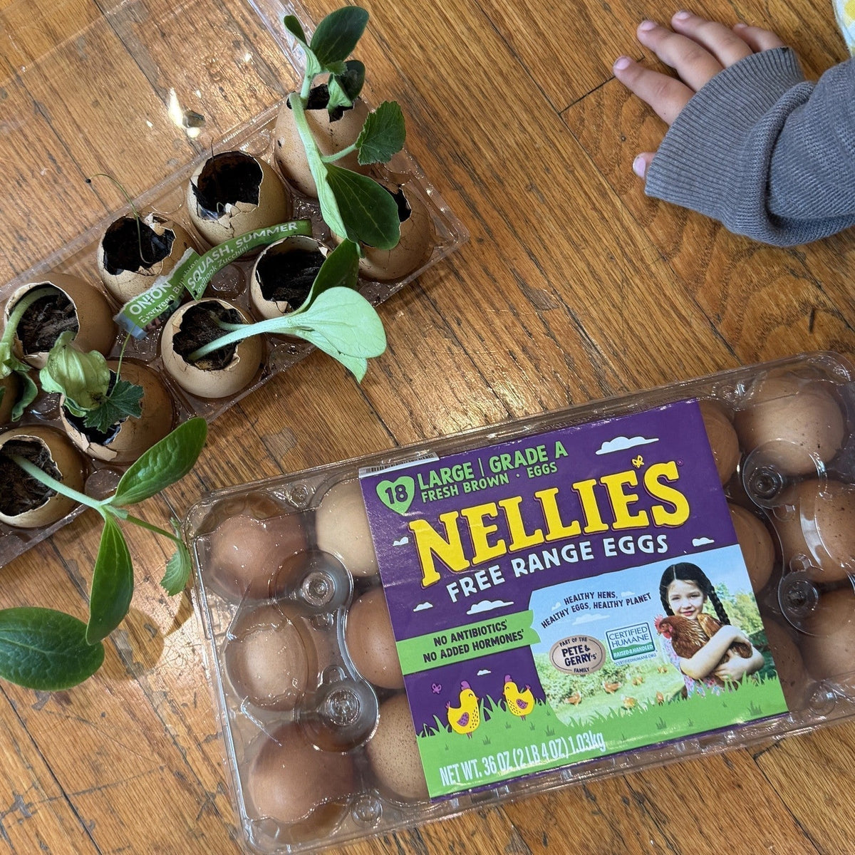 Nellie's Egg Carton Greenhouse
