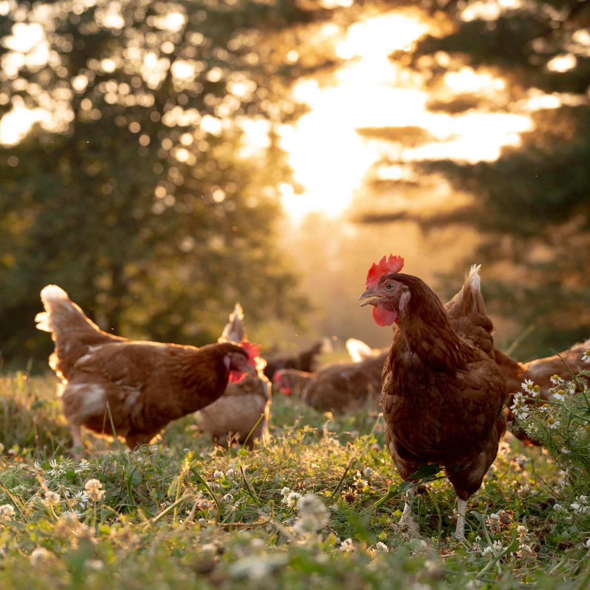 Your Guide to Certified Free-Range Eggs and Their Nutrition Benefits