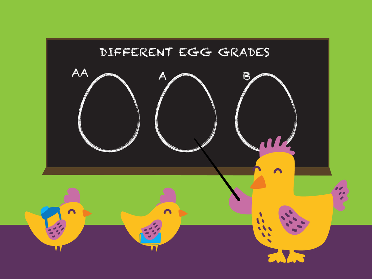 what are egg grades?