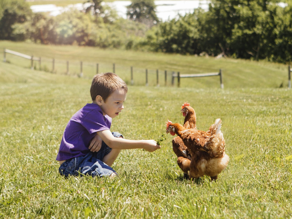 from the aspca: here's how nellie's is making a difference for chickens