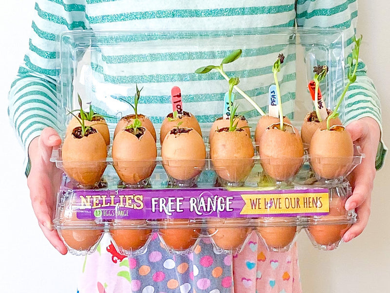 How to Make an Egg Carton Greenhouse