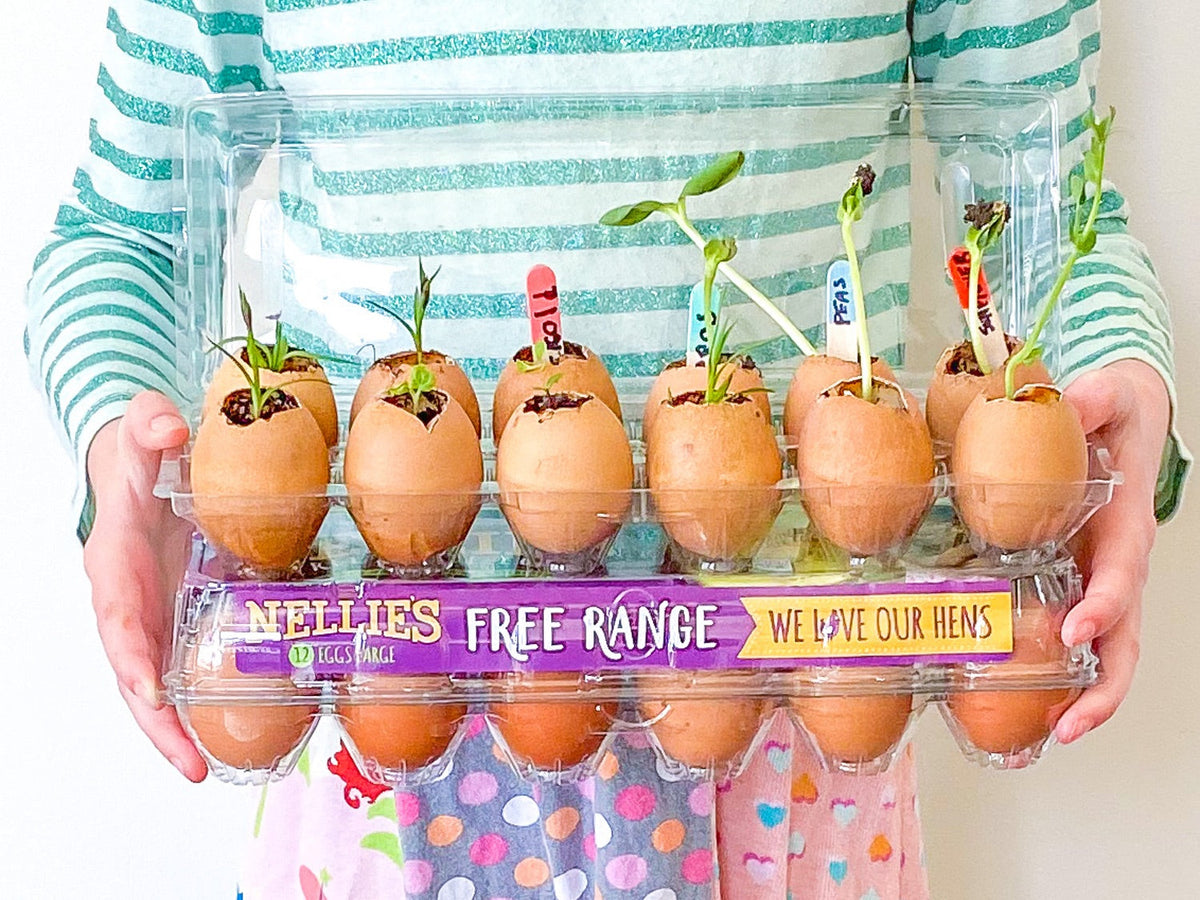 how to make an egg carton greenhouse