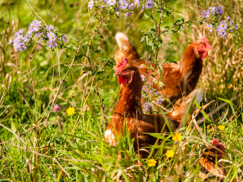 Free-Range vs. Cage-Free: What do "Cage-Free" and Free-Range Really Mean?