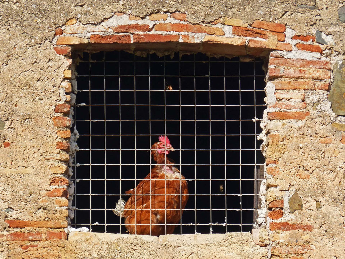 cage free tipping point