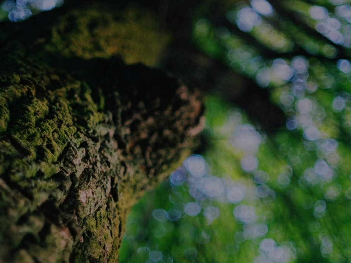 12 outdoor scavenger hunts for kids